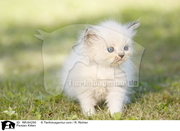 Persian Kitten / RR-84290