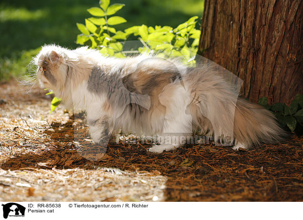 Persian cat / RR-85638
