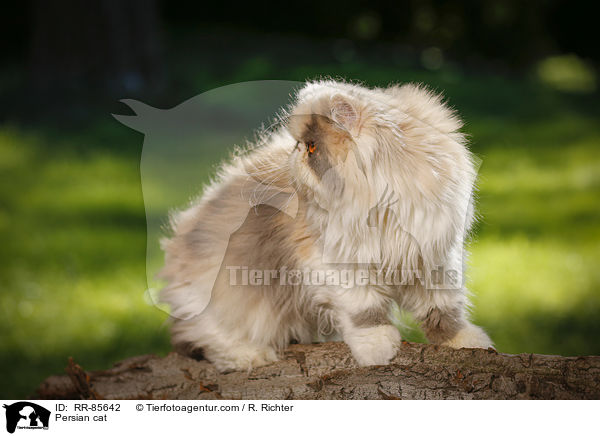 Persian cat / RR-85642
