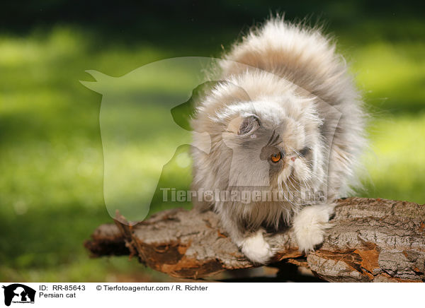 Persian cat / RR-85643