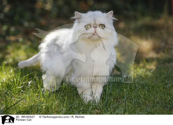 Perser / Persian Cat / RR-85927