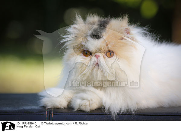 lying Persian Cat / RR-85940