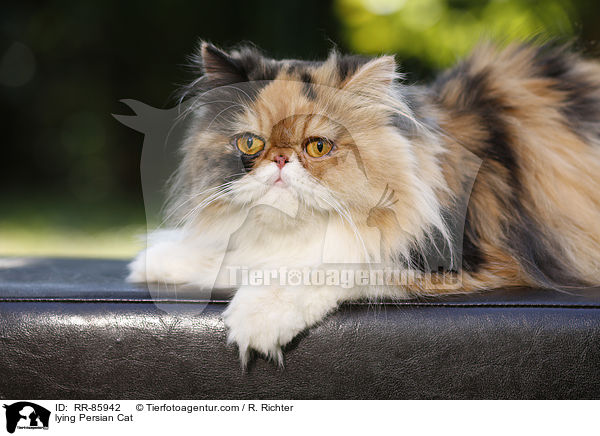 lying Persian Cat / RR-85942