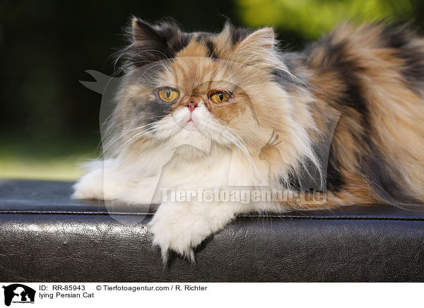 lying Persian Cat / RR-85943