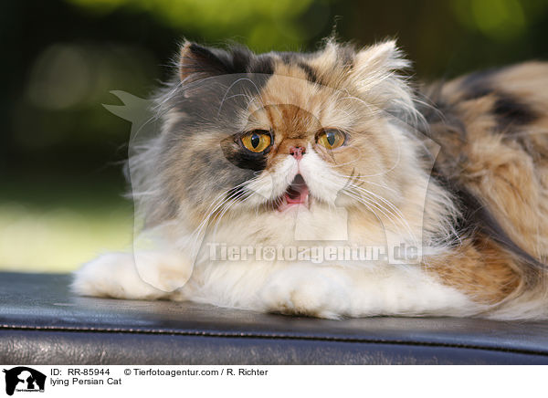 lying Persian Cat / RR-85944