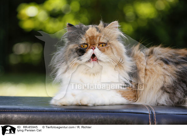 lying Persian Cat / RR-85945