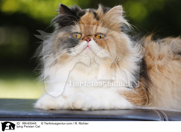 lying Persian Cat / RR-85946
