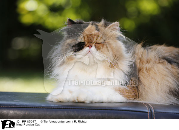 lying Persian Cat / RR-85947