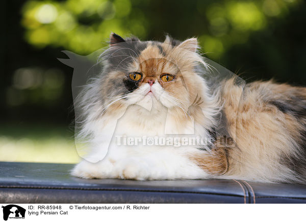 lying Persian Cat / RR-85948