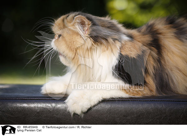 lying Persian Cat / RR-85949