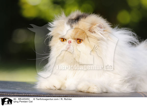 lying Persian Cat / RR-85950