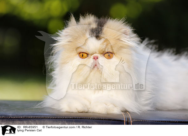 lying Persian Cat / RR-85951
