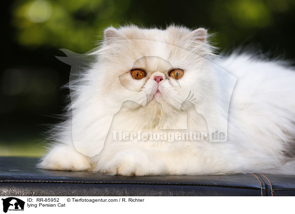 lying Persian Cat / RR-85952