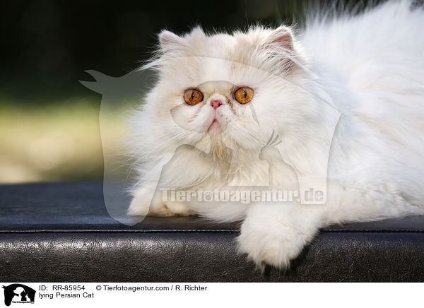 lying Persian Cat / RR-85954