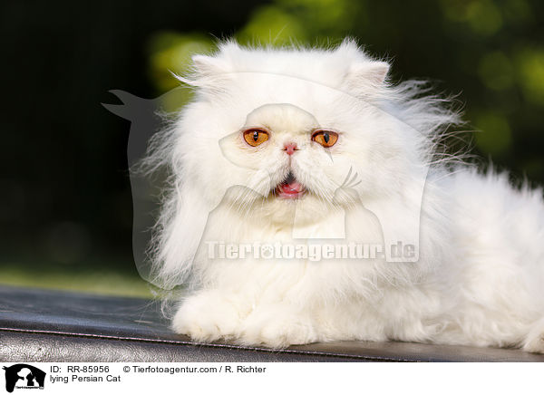 lying Persian Cat / RR-85956