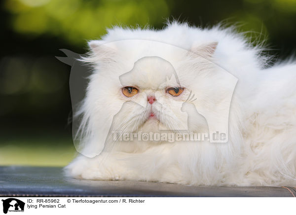 lying Persian Cat / RR-85962