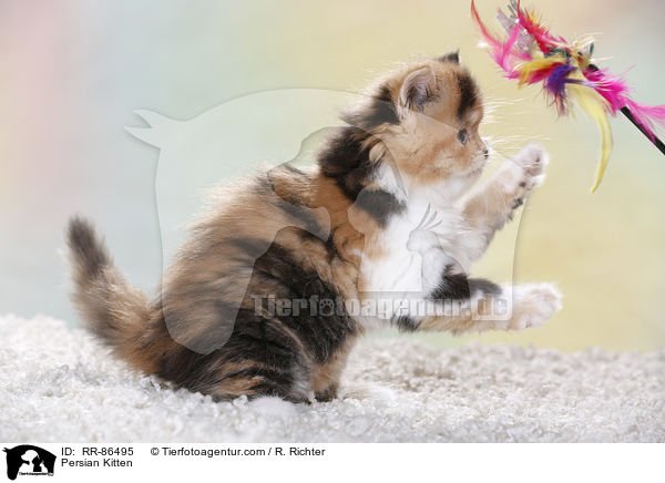 Perser Kzchen / Persian Kitten / RR-86495