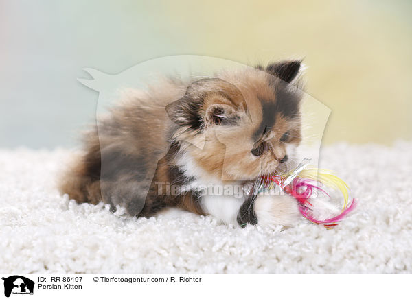 Perser Kzchen / Persian Kitten / RR-86497