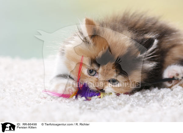 Perser Kzchen / Persian Kitten / RR-86498