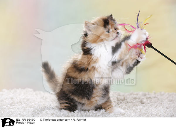 Perser Kzchen / Persian Kitten / RR-86499