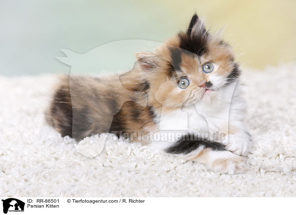 Perser Kzchen / Persian Kitten / RR-86501