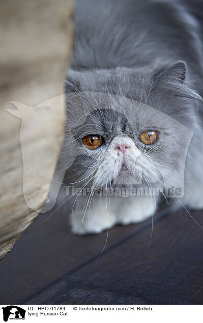 lying Persian Cat / HBO-01784
