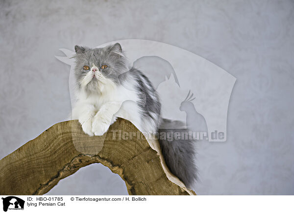 lying Persian Cat / HBO-01785