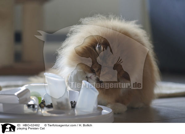 playing Persian Cat / HBO-02482
