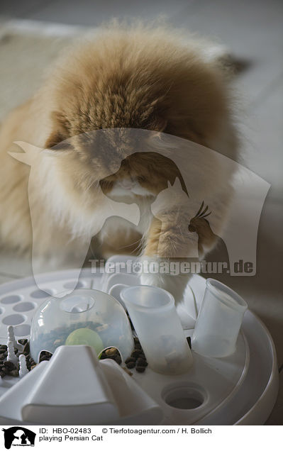 playing Persian Cat / HBO-02483