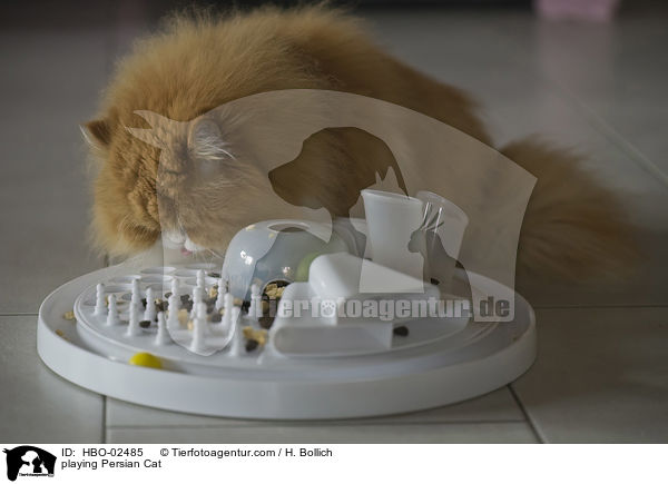 playing Persian Cat / HBO-02485