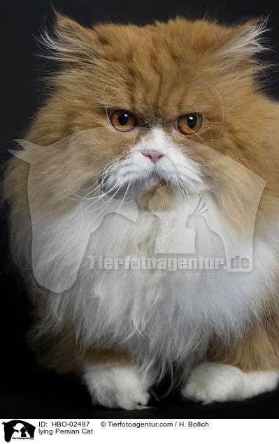 lying Persian Cat / HBO-02487