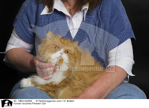 human touches Persian Cat / HBO-02489
