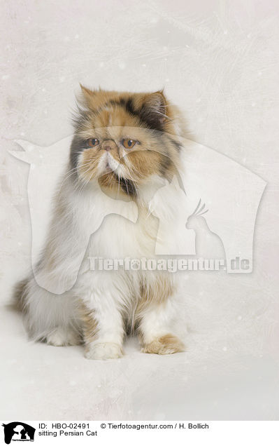 sitting Persian Cat / HBO-02491