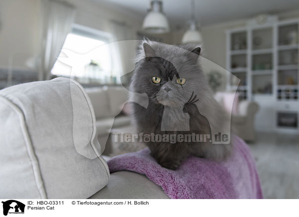 Persian Cat / HBO-03311