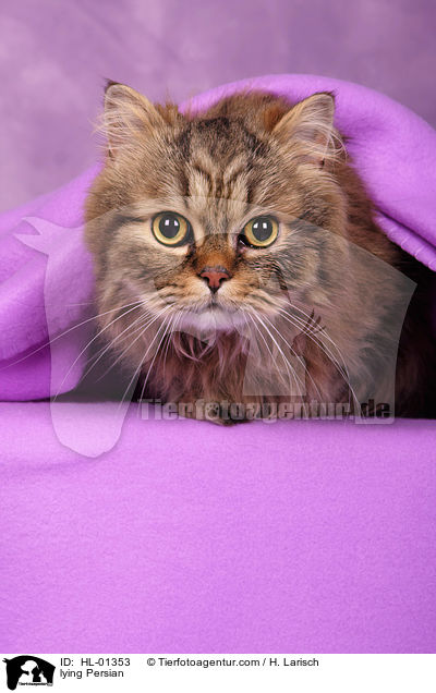 lying Persian / HL-01353