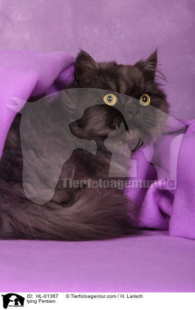 lying Persian / HL-01367