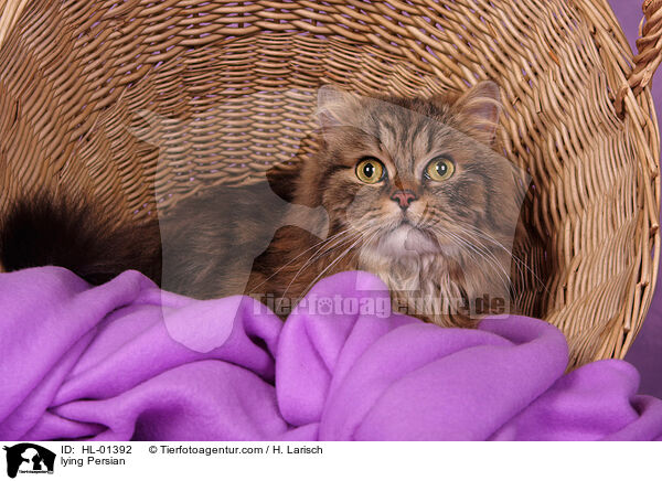 lying Persian / HL-01392