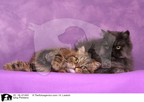 lying Persians / HL-01440