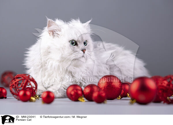 Persian Cat / MW-23041