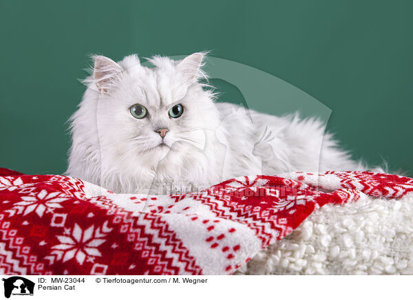 Persian Cat / MW-23044