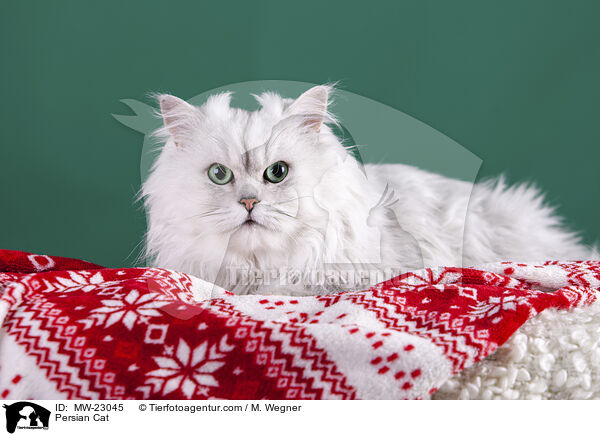 Persian Cat / MW-23045