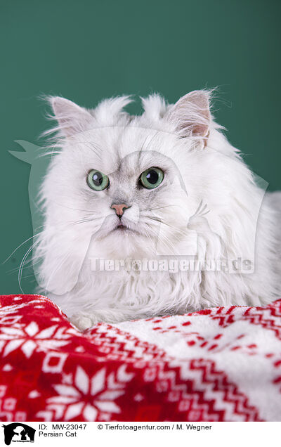 Persian Cat / MW-23047