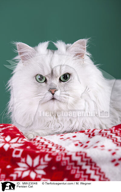 Persian Cat / MW-23048
