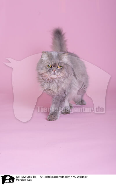 Persian Cat / MW-25815