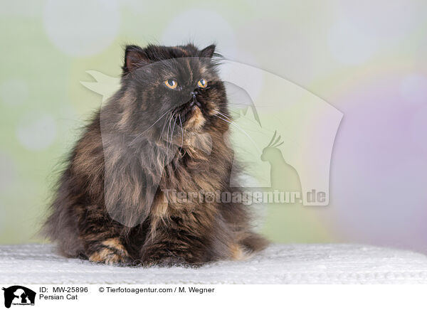 Persian Cat / MW-25896