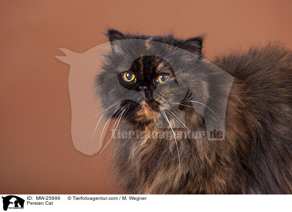 Persian Cat / MW-25899