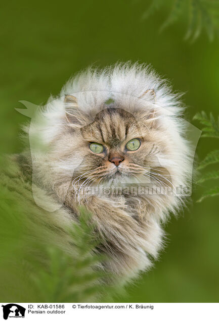 Perser drauen / Persian outdoor / KAB-01586
