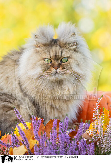 Perser drauen / Persian outdoor / KAB-01589