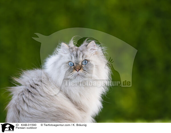 Persian outdoor / KAB-01590