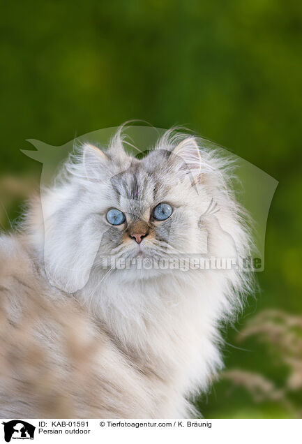 Persian outdoor / KAB-01591